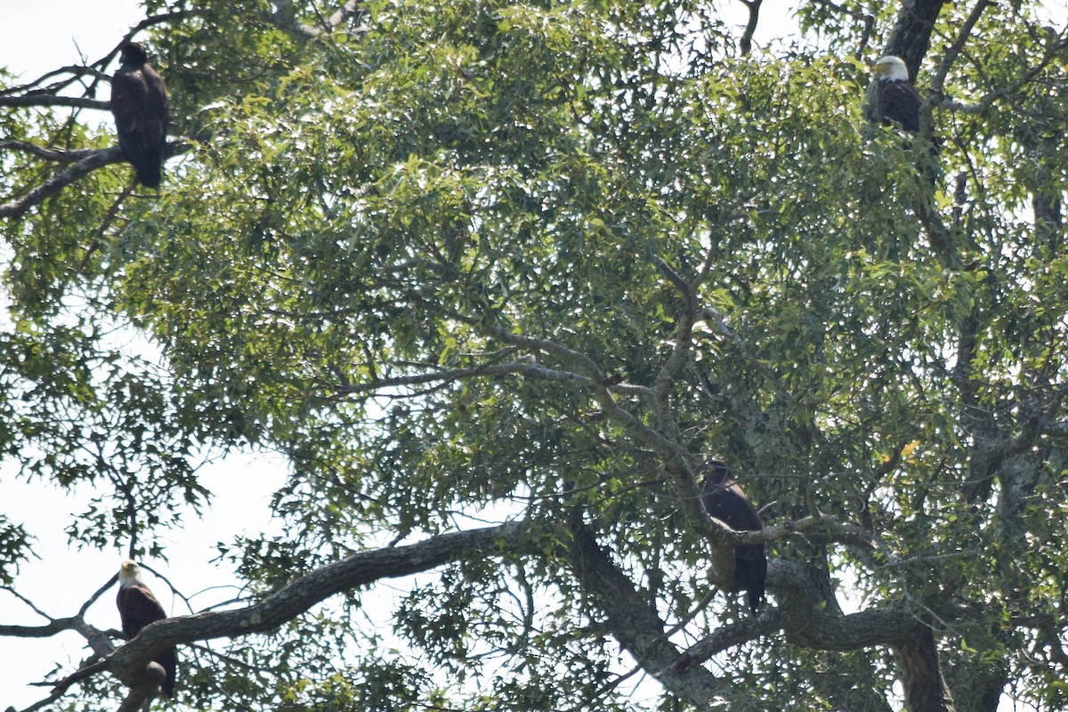 Bald Eagle - ML637517297