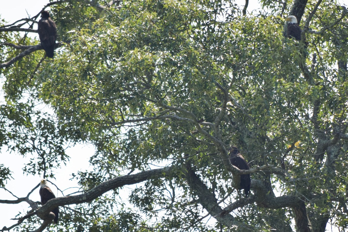 Bald Eagle - ML637517298