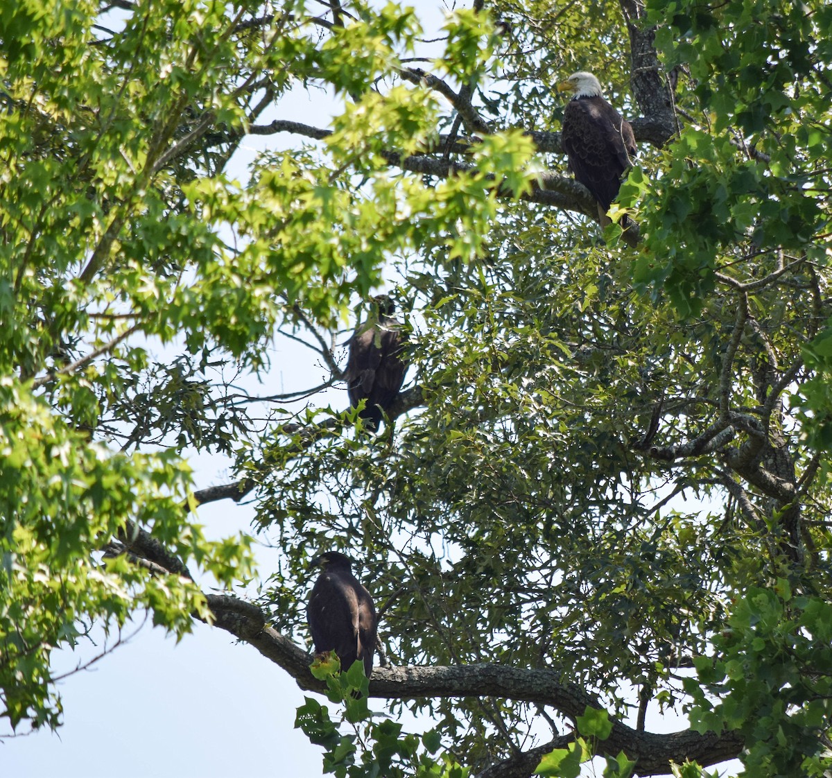 Bald Eagle - ML637517318