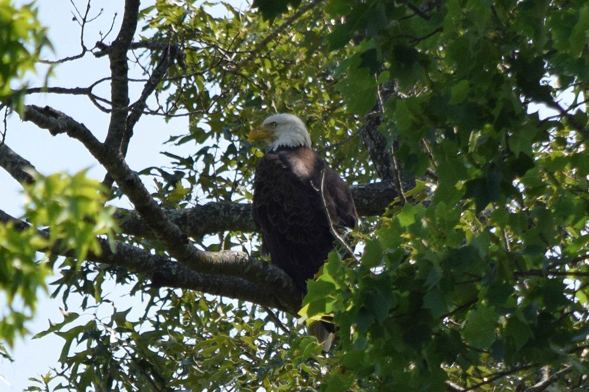 Bald Eagle - ML637517363