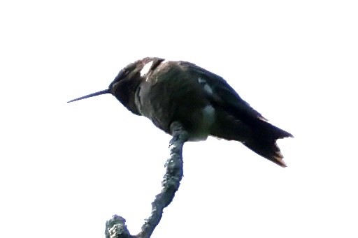 Ruby-throated Hummingbird - ML637517376