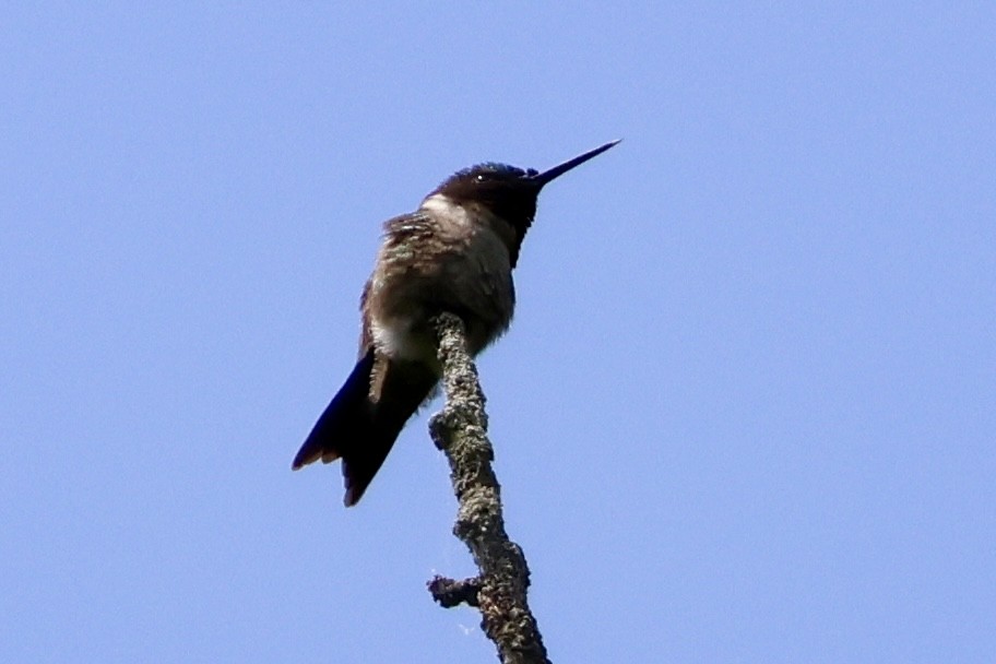 Ruby-throated Hummingbird - ML637517377