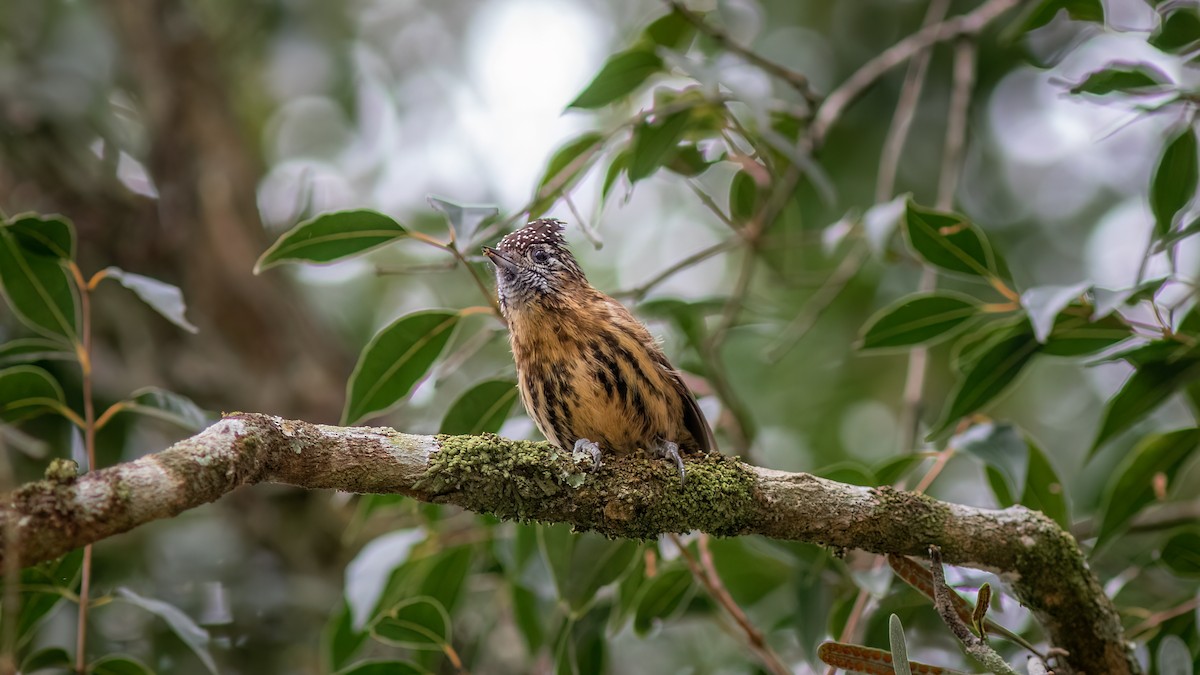 Mottled Piculet - ML637517380