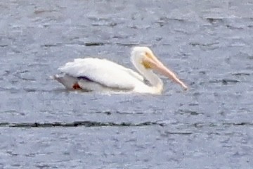 American White Pelican - ML637517386