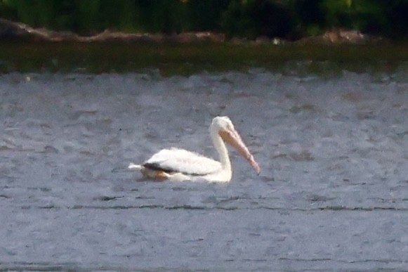 American White Pelican - ML637517387