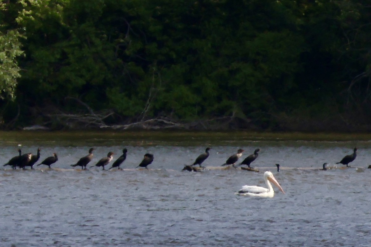 American White Pelican - ML637517388