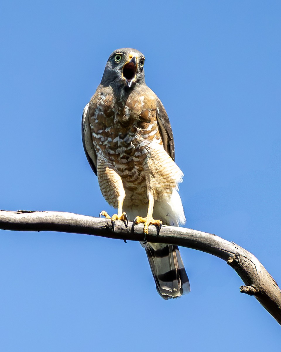 Roadside Hawk - ML637517395