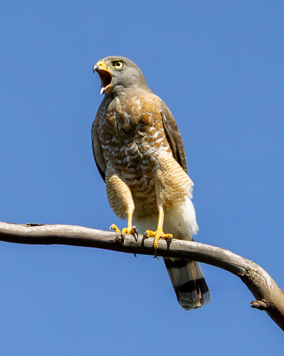Roadside Hawk - ML637517398