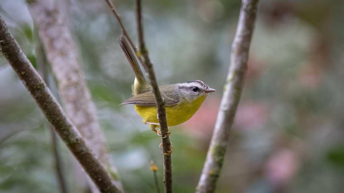 Golden-crowned Warbler - ML637517399
