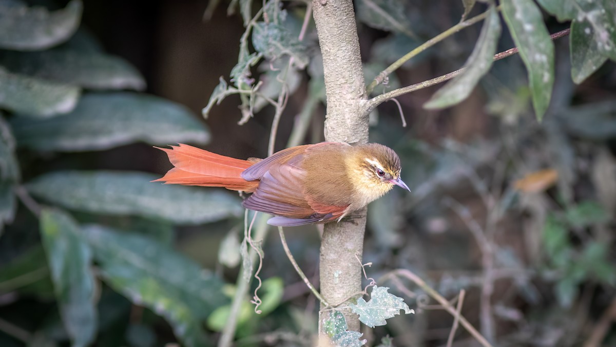 Olive Spinetail - ML637517477
