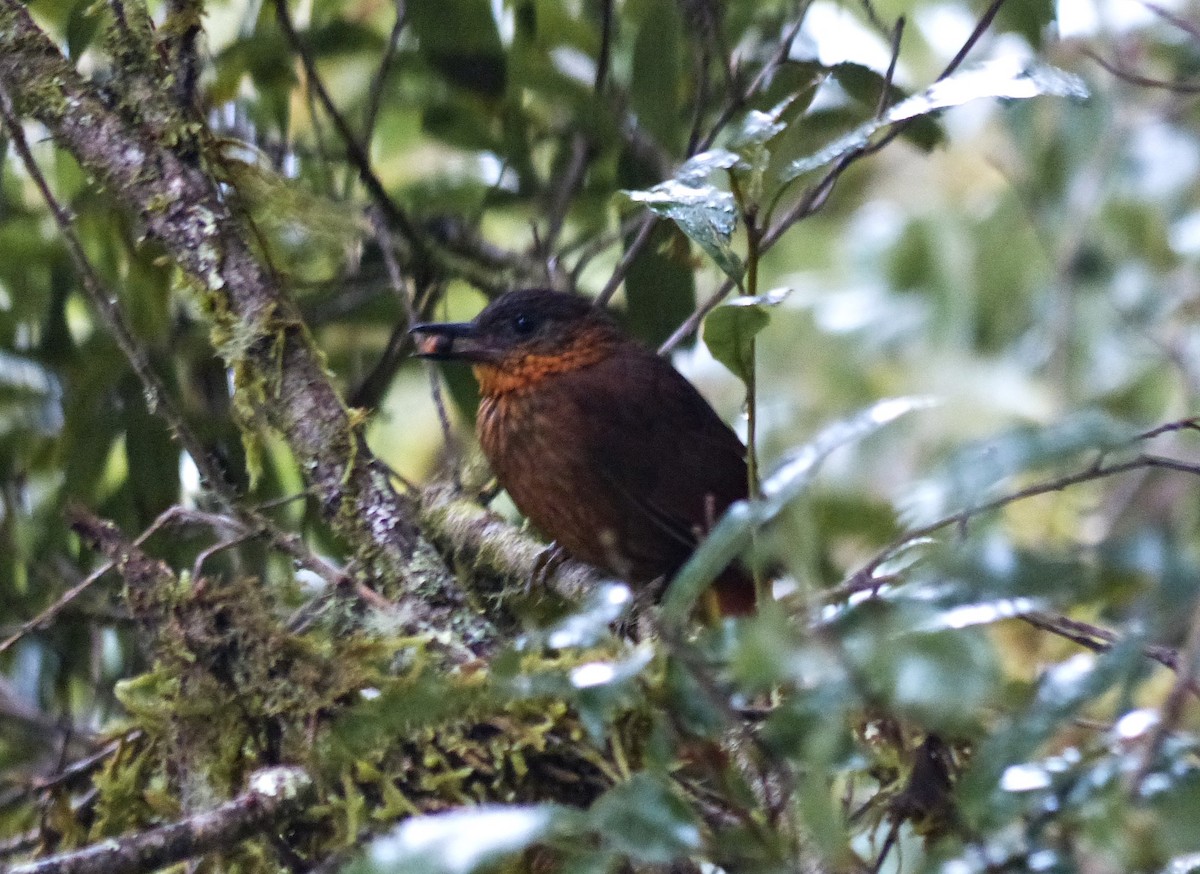 Streak-breasted Treehunter - ML637517495