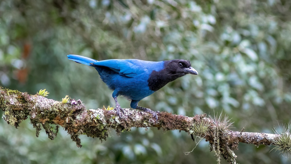 Azure Jay - ML637517553