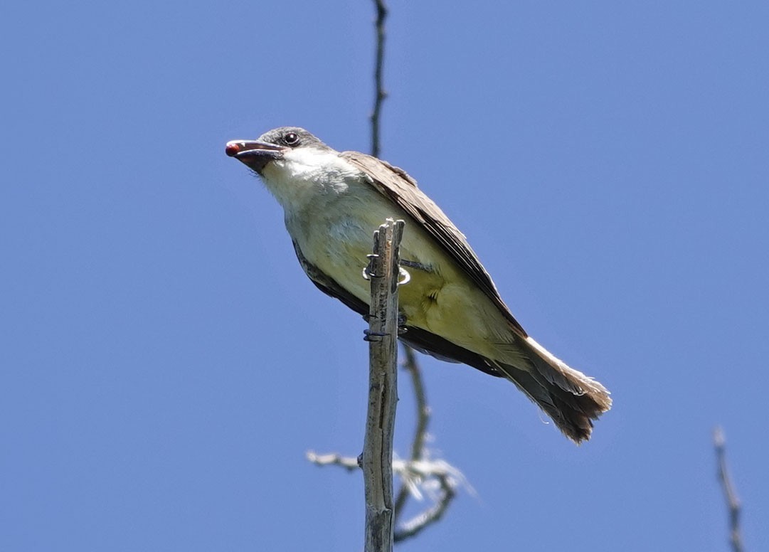 Thick-billed Kingbird - ML637517556