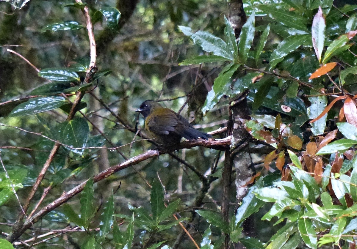 Large-footed Finch - ML637517565