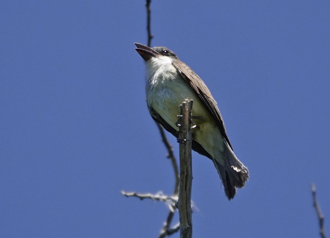 Thick-billed Kingbird - ML637517567