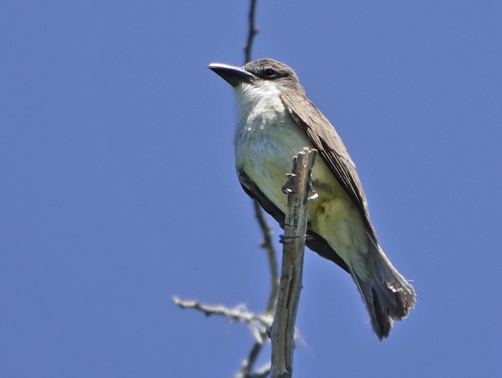 Thick-billed Kingbird - ML637517568
