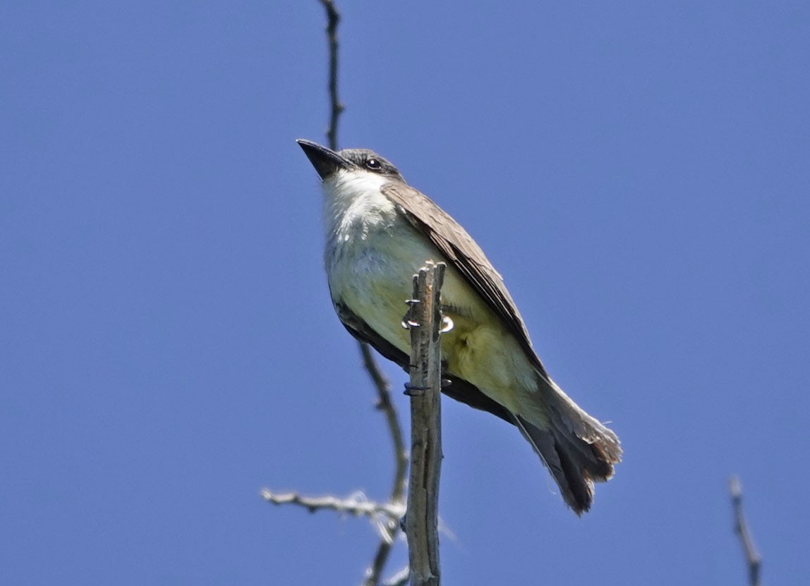 Thick-billed Kingbird - ML637517569