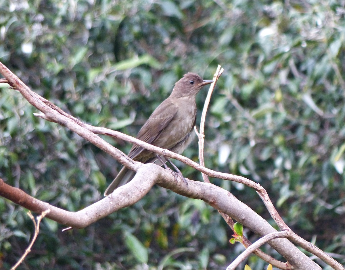 Mountain Thrush - ML637517605