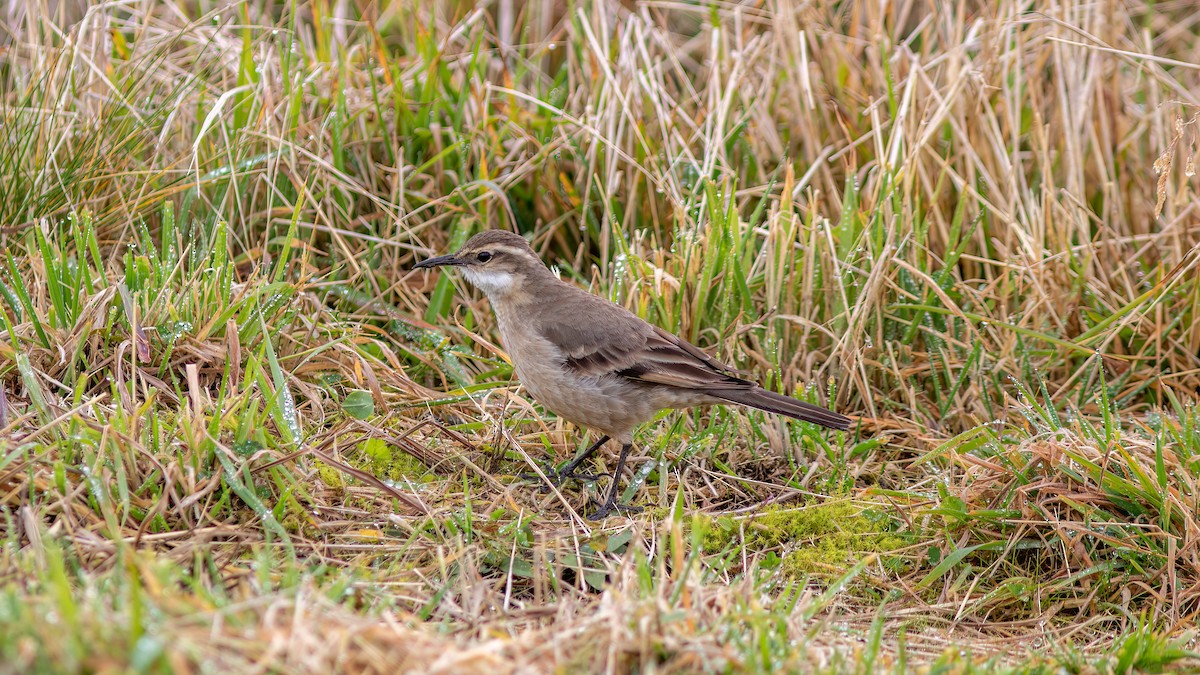 Long-tailed Cinclodes (Long-tailed) - ML637517629