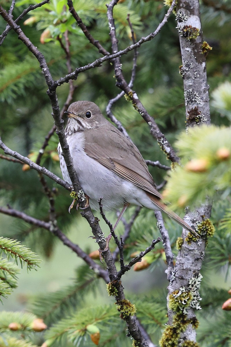 Hermit Thrush - ML637517635
