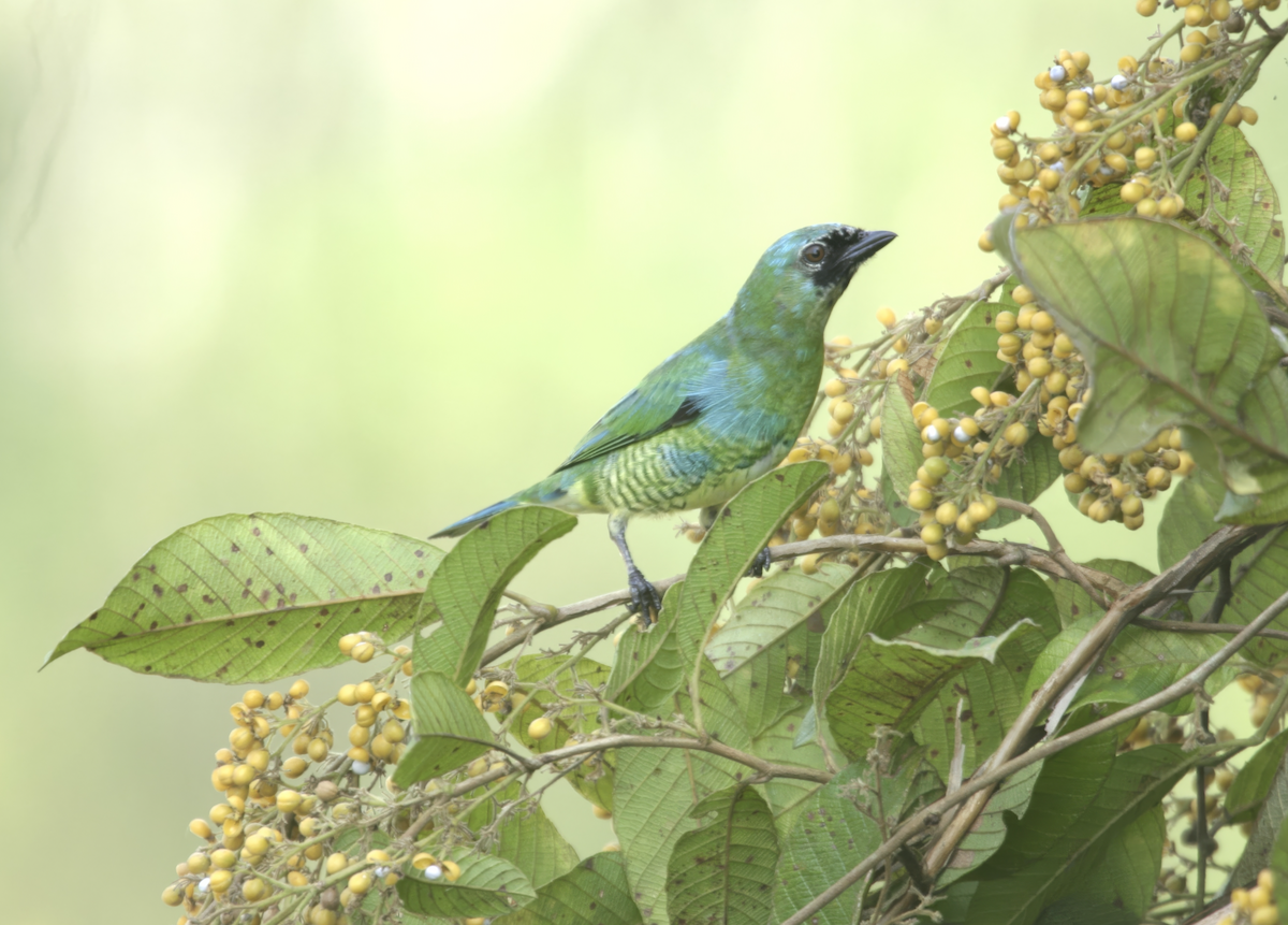 ツバメフウキンチョウ - ML637517642
