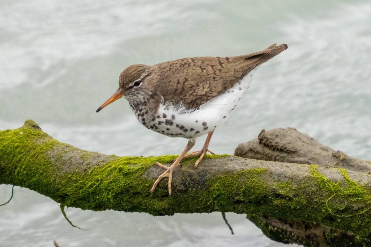 Spotted Sandpiper - ML637517695