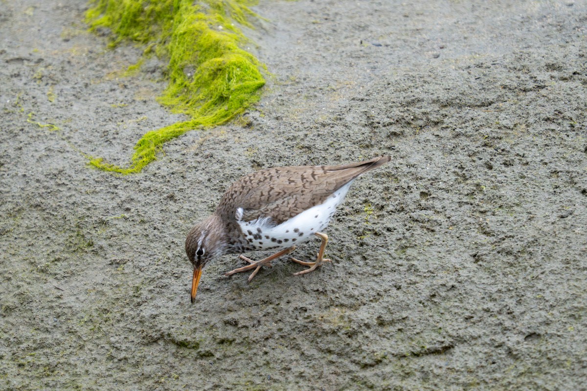 Spotted Sandpiper - ML637517696