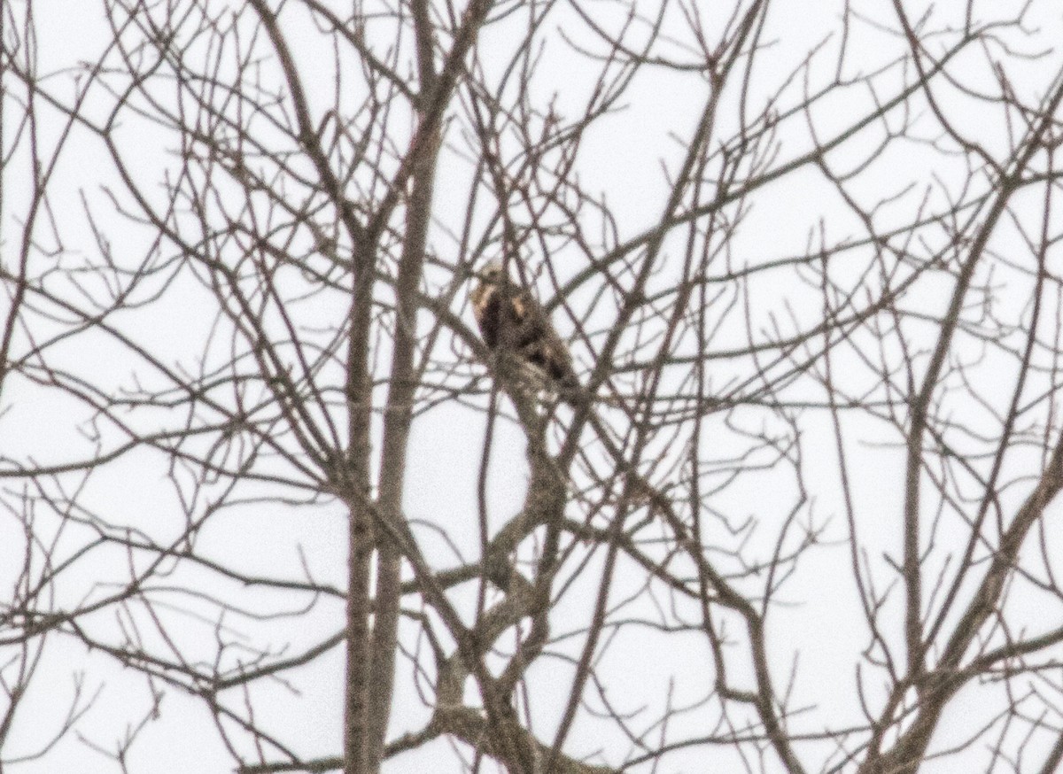 Rough-legged Hawk - ML63751771