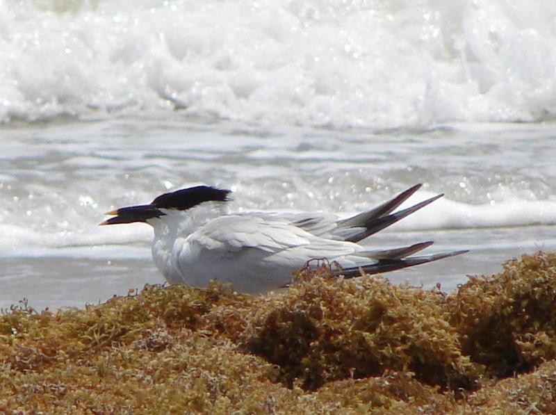 Sandwich Tern - ML637517729