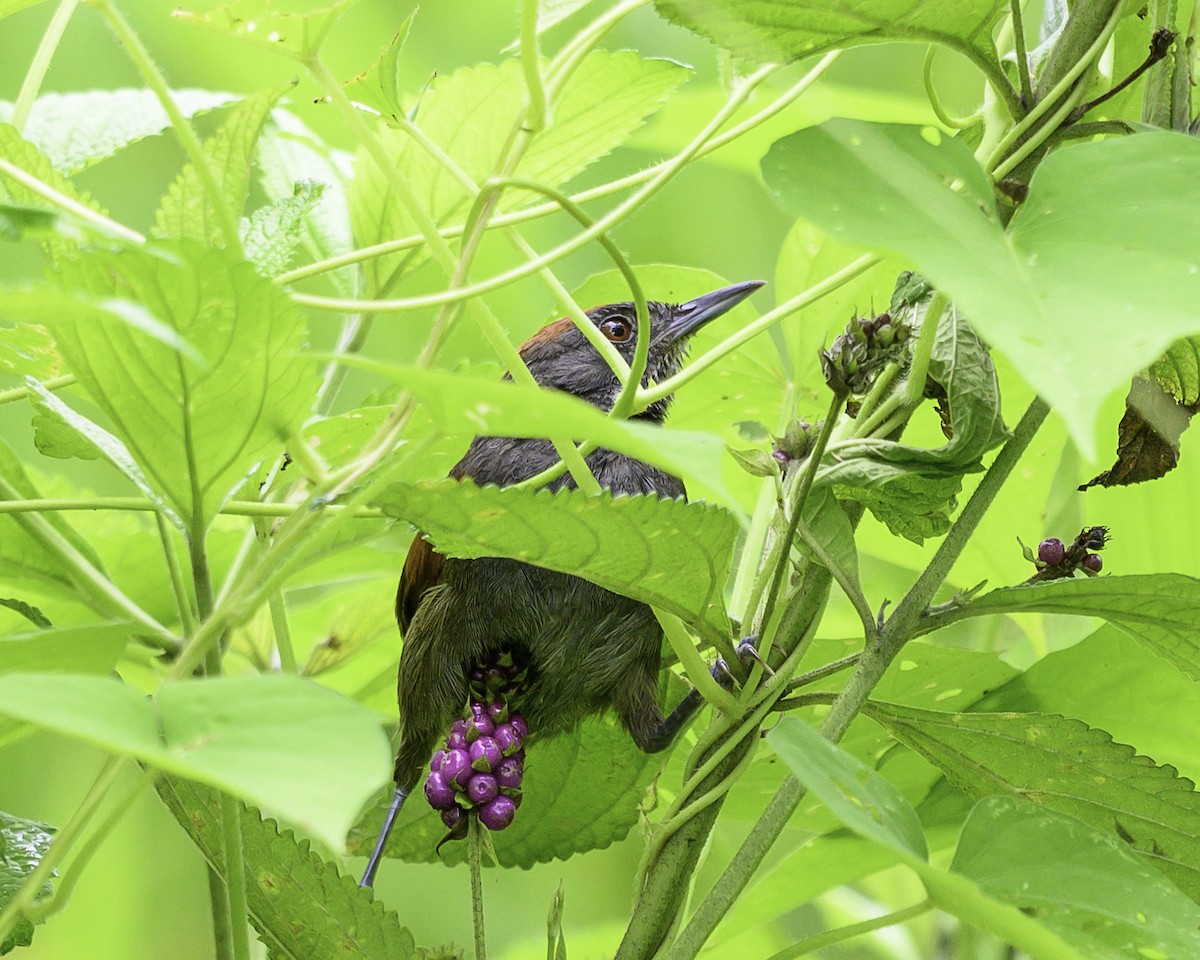 Slaty Spinetail - ML637517757