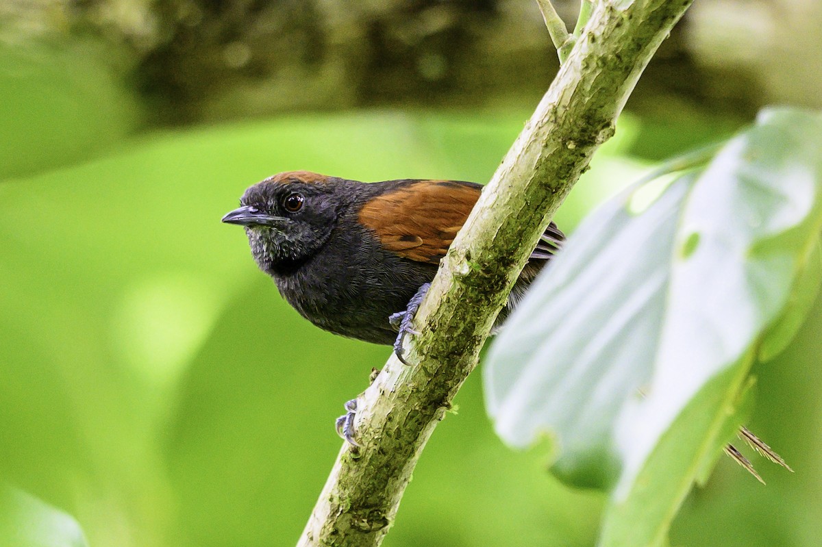 Slaty Spinetail - ML637517758