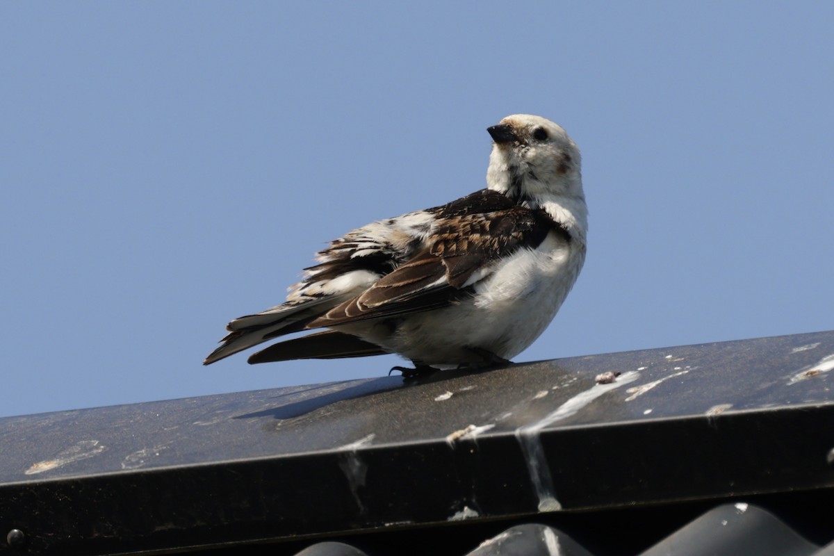 Snow Bunting - ML637517759