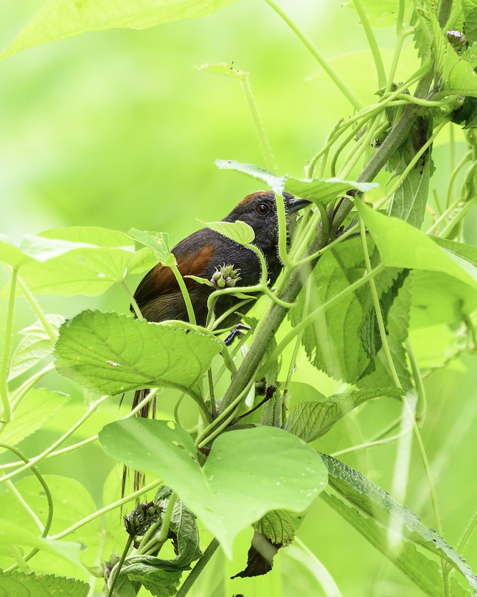 Slaty Spinetail - ML637517761