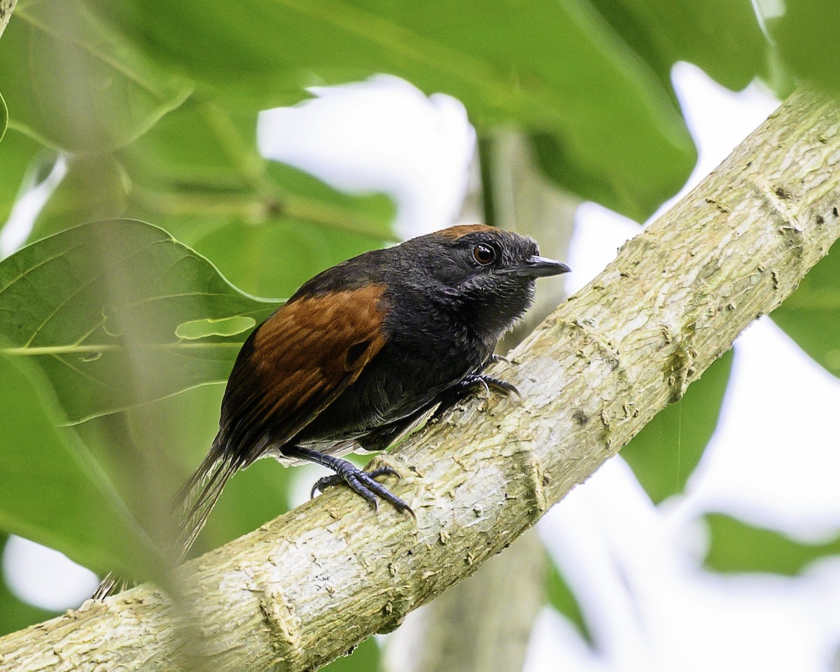 Slaty Spinetail - ML637517762