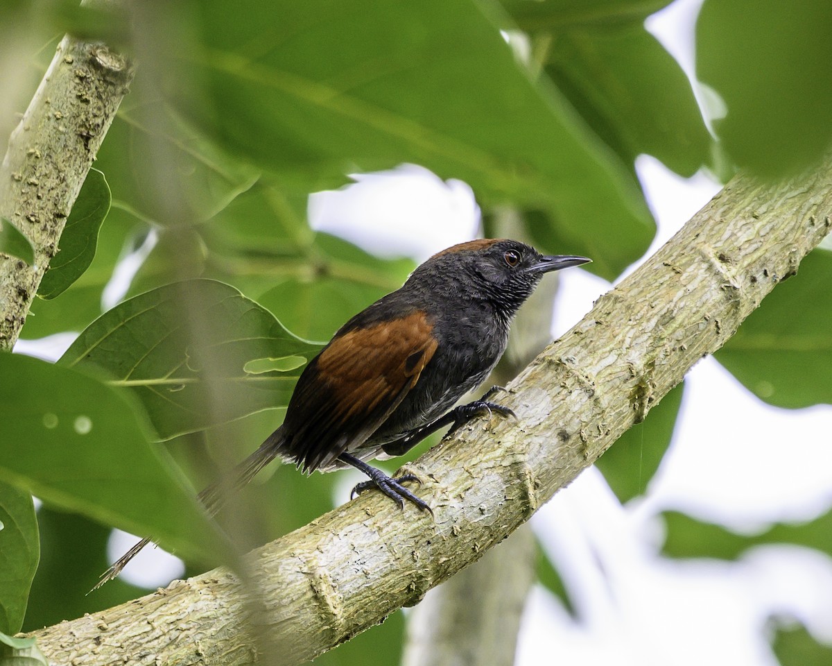 Slaty Spinetail - ML637517763