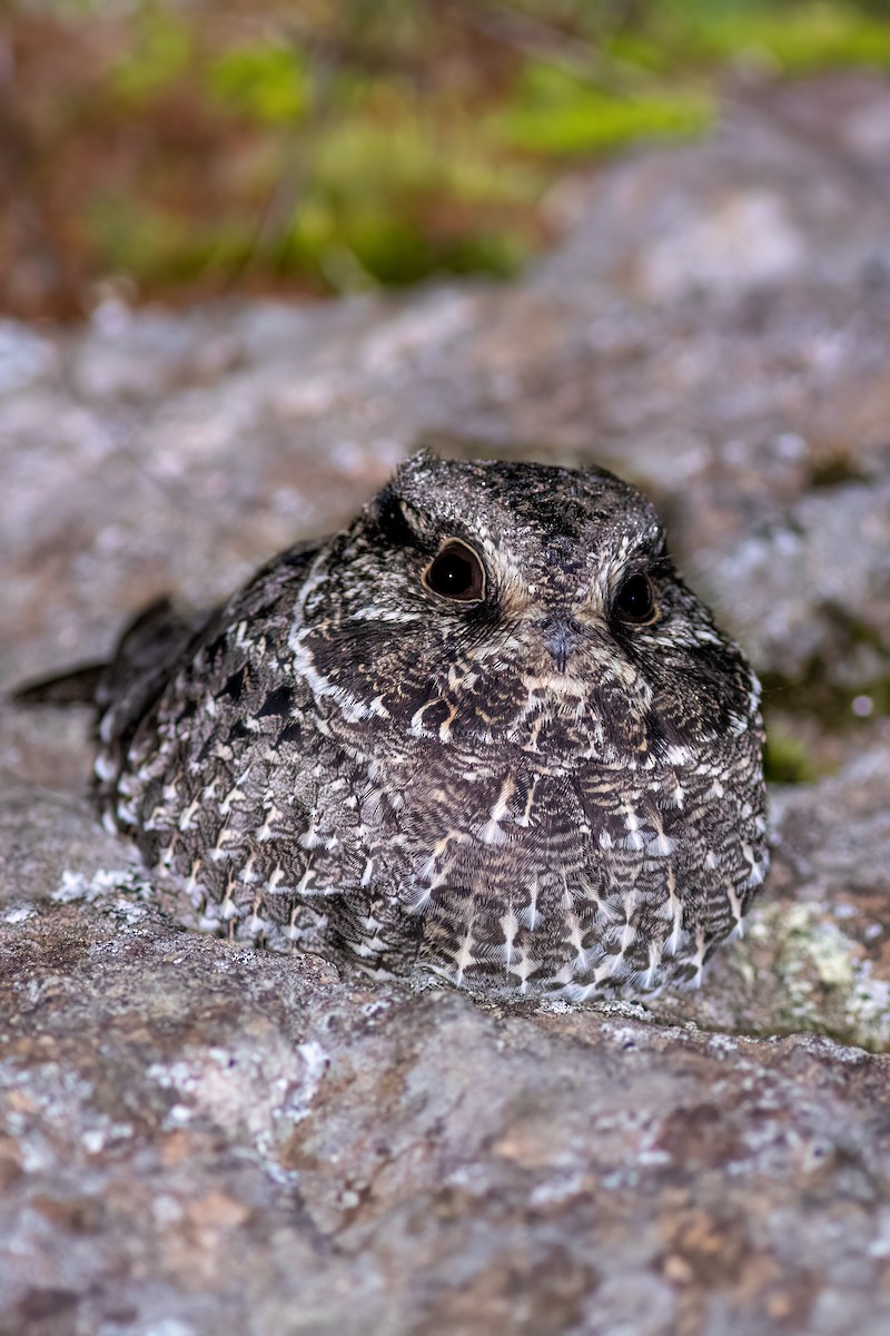 Sickle-winged Nightjar - ML637517779