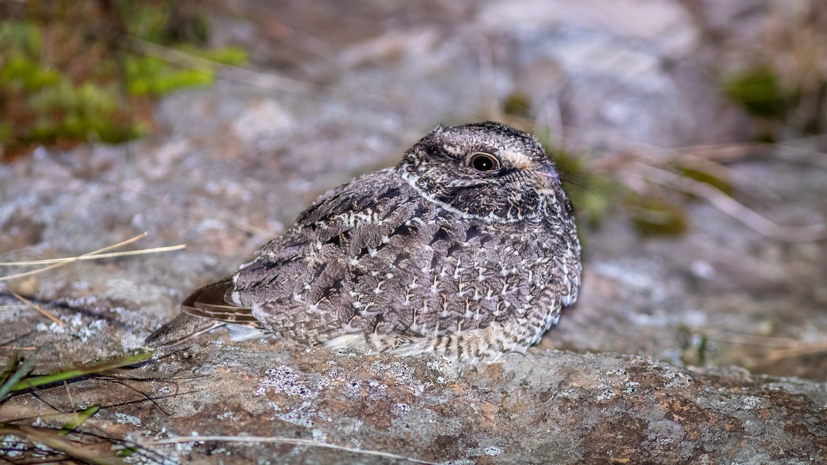 Sickle-winged Nightjar - ML637517780
