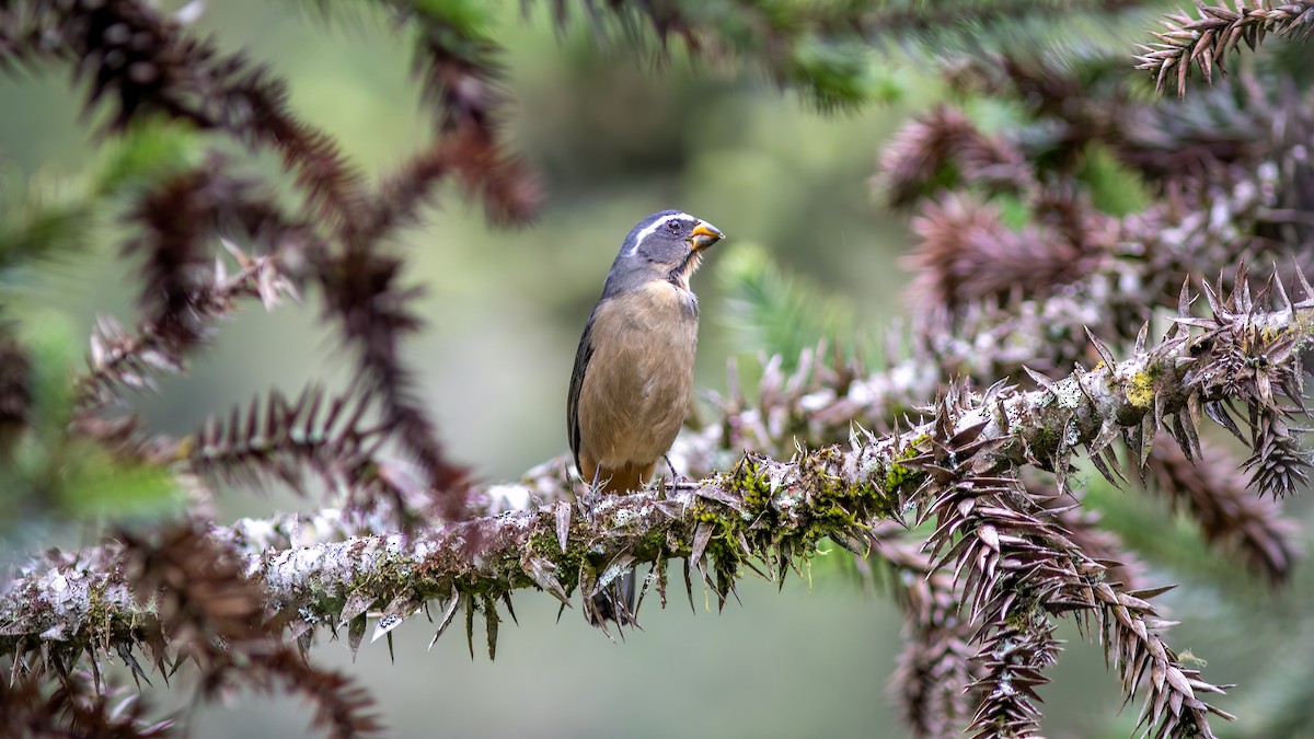 Thick-billed Saltator - ML637517795