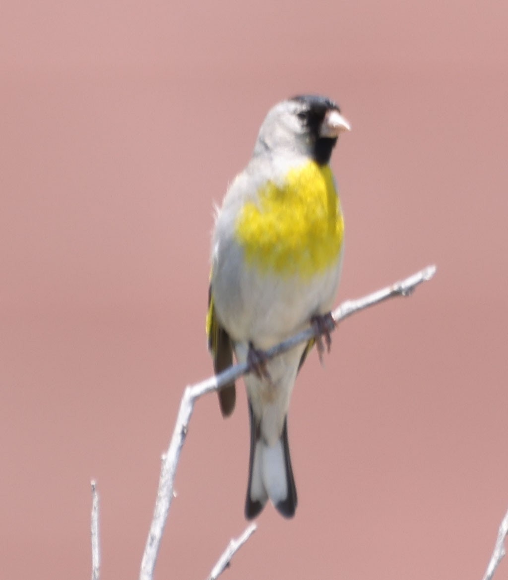 Lawrence's Goldfinch - ML637517796