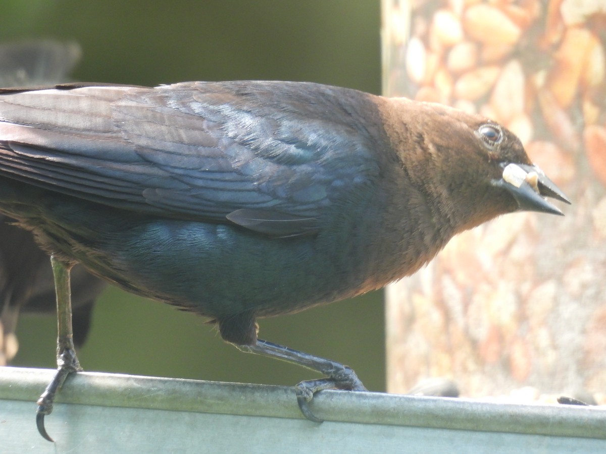 Brown-headed Cowbird - ML637517797