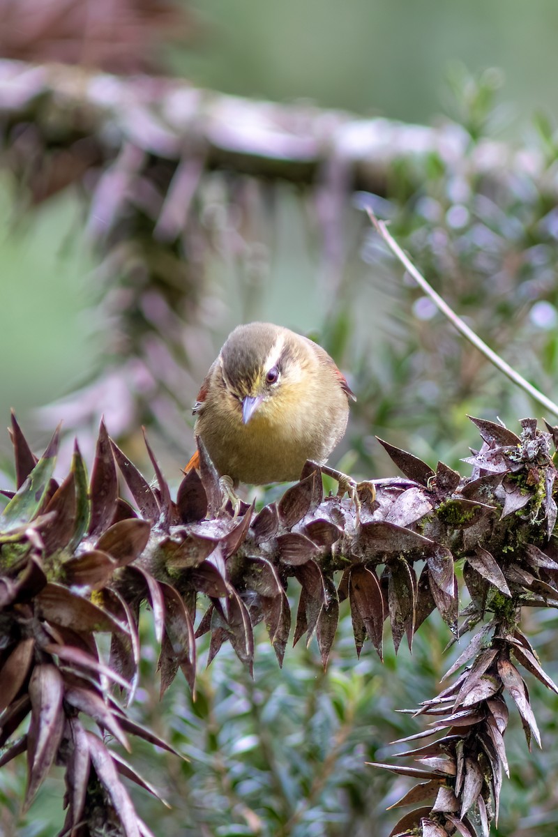Olive Spinetail - ML637517798