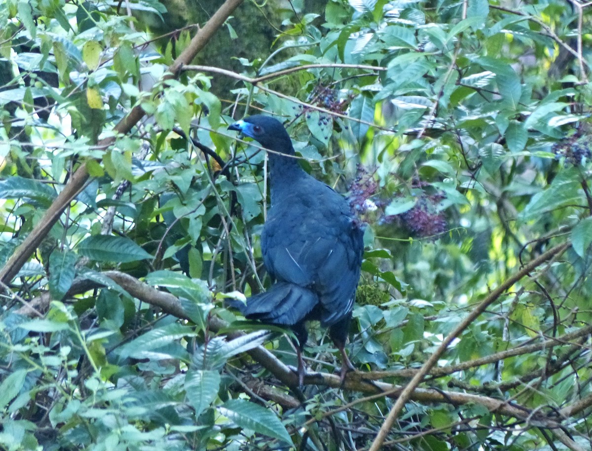 Black Guan - ML637517809