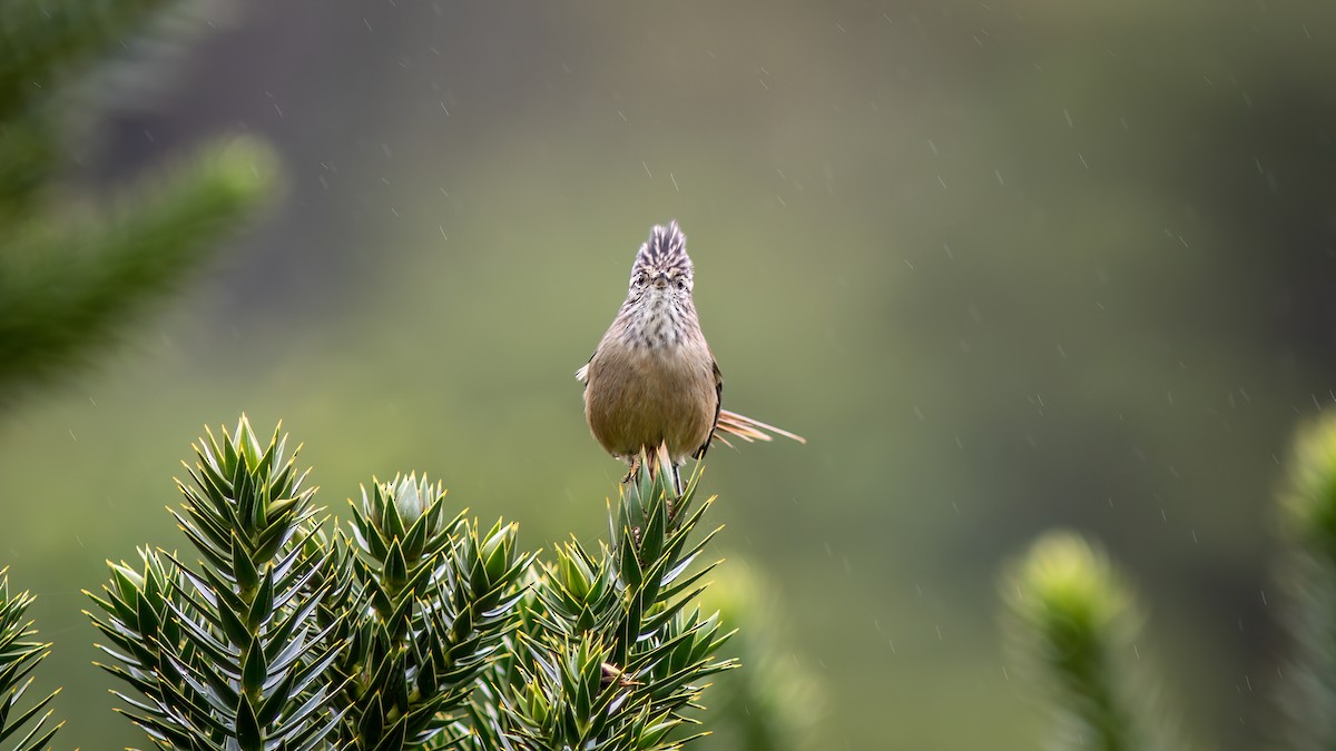 Araucaria Tit-Spinetail - ML637517836