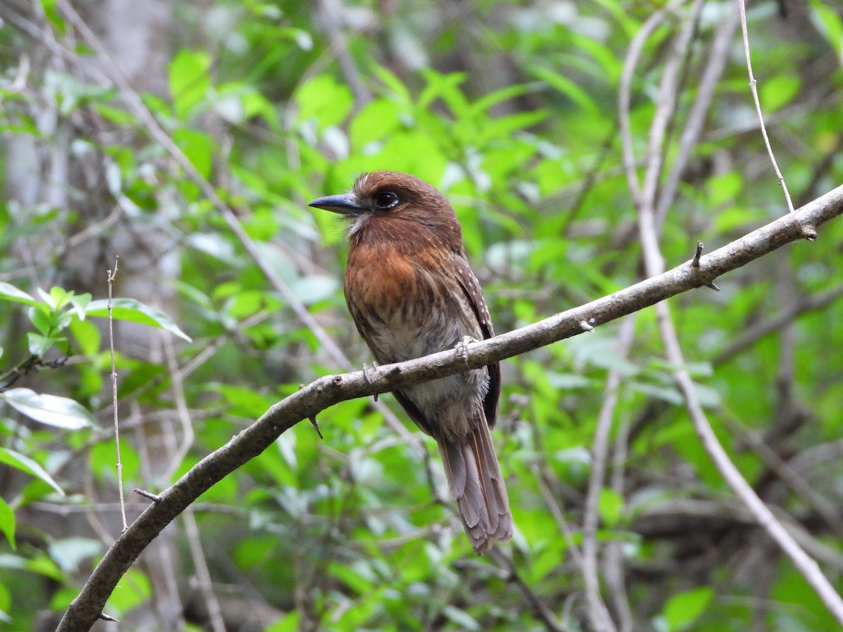 Moustached Puffbird - ML637517879