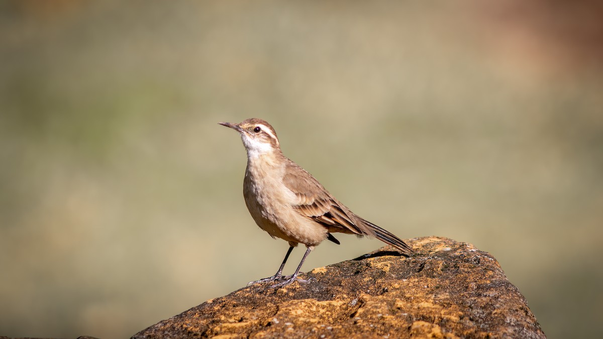 Long-tailed Cinclodes (Long-tailed) - ML637517882