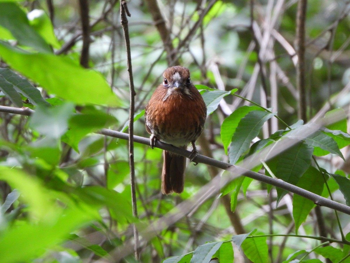 Moustached Puffbird - ML637517888