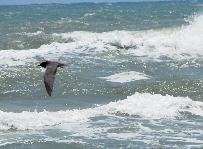 Black Tern - ML637517928