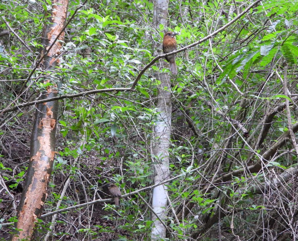 Moustached Puffbird - ML637517935