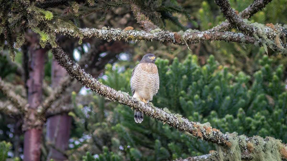 Roadside Hawk - ML637517940