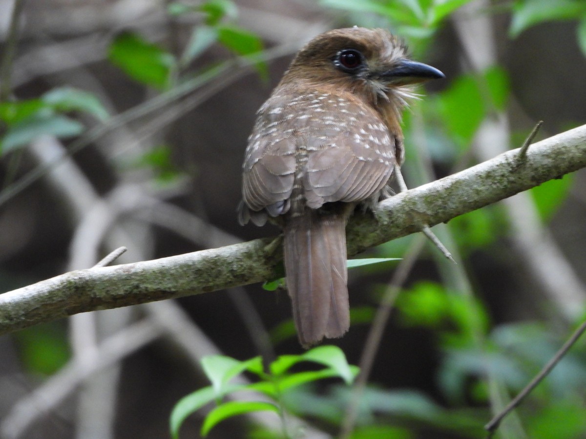 Moustached Puffbird - ML637517942
